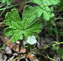 Geranium potentilloides