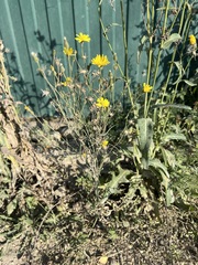 Crepis tectorum