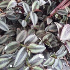 Tradescantia