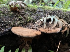 Ganoderma brownii