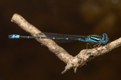 Austroagrion watsoni