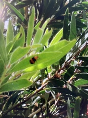 Cucujiformia