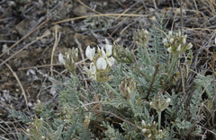 Astragalus dilutus