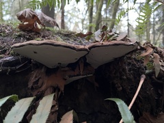 Ganoderma brownii