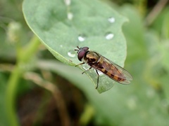 Melangyna viridiceps