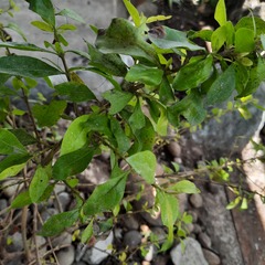 Erythroxylum coca