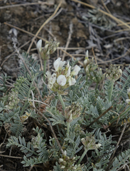 Astragalus dilutus