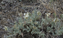 Astragalus dilutus