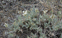 Astragalus dilutus