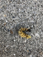 Halysidota tessellaris