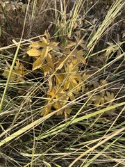 Anemonastrum dichotomum