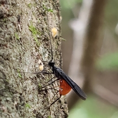 Braconinae