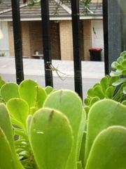 Leucauge