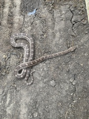 Pantherophis emoryi