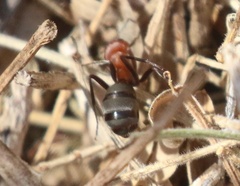 Formica propinqua