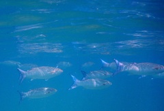 Crenimugil crenilabis