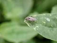 Nysius