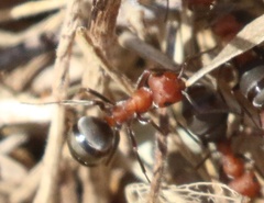 Formica propinqua