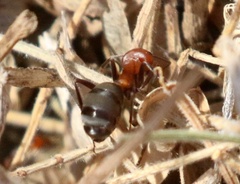 Formica propinqua