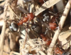 Formica propinqua