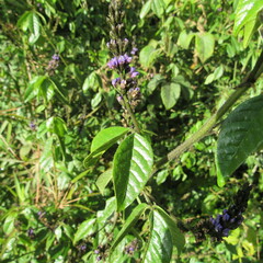 Otholobium mexicanum