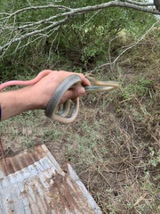 Masticophis schotti ruthveni