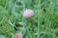 Panaeolus