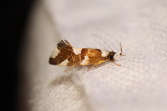 Eulechria thermochroa