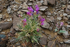 Astragalus detritalis