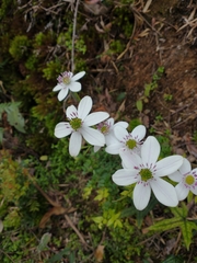Knowltonia hepaticifolia