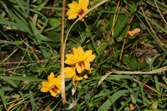 Goodenia trinervis