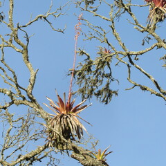 Tillandsia denudata