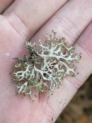 Platismatia stenophylla