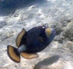 Balistoides viridescens