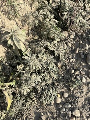 Artemisia sieversiana