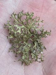 Platismatia stenophylla