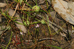 Stylidium despectum