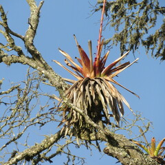 Tillandsia denudata