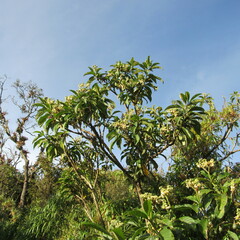 Solanum oblongifolium