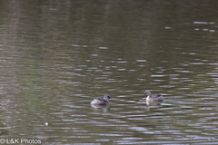 Poliocephalus poliocephalus