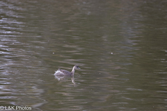 Poliocephalus poliocephalus