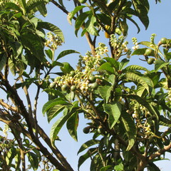Solanum oblongifolium