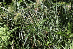 Cyperus alternifolius