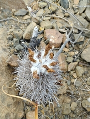 Eriosyce heinrichiana