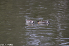 Malacorhynchus membranaceus