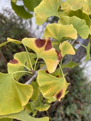 Bartheletia paradoxa
