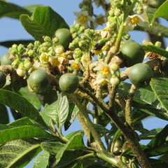 Solanum oblongifolium