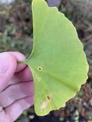 Bartheletia paradoxa
