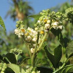 Solanum oblongifolium
