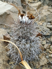 Eriosyce heinrichiana